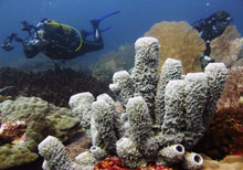 corail fonds