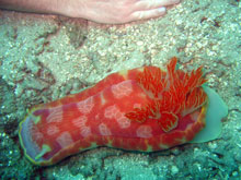 nudibranche