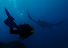 manta-point