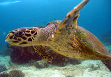 tortue-nosy-komba