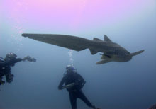 requin leopard